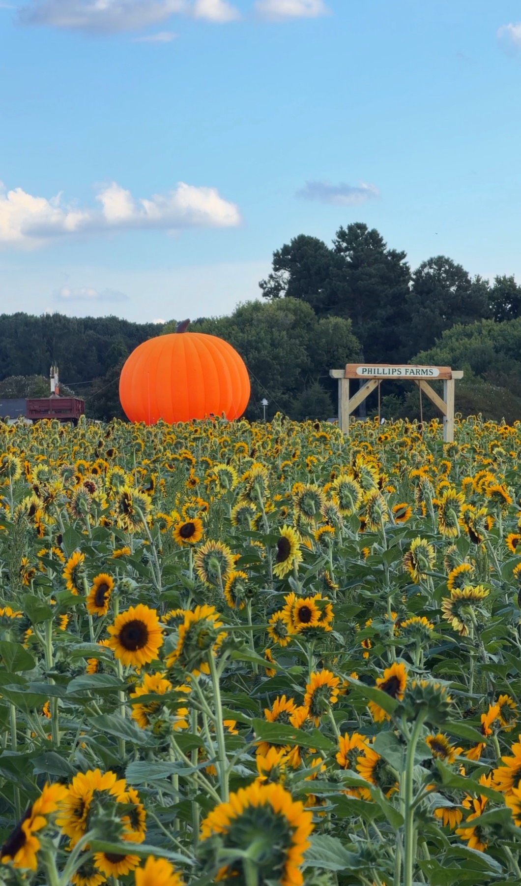 Things to do in Cary NC